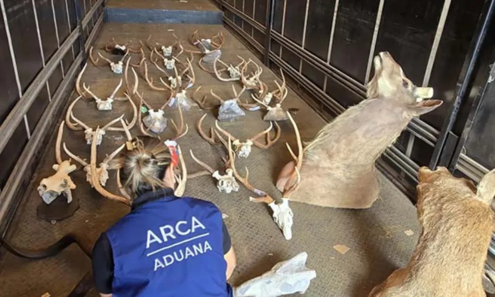 Secuestro de animales taxidermizados