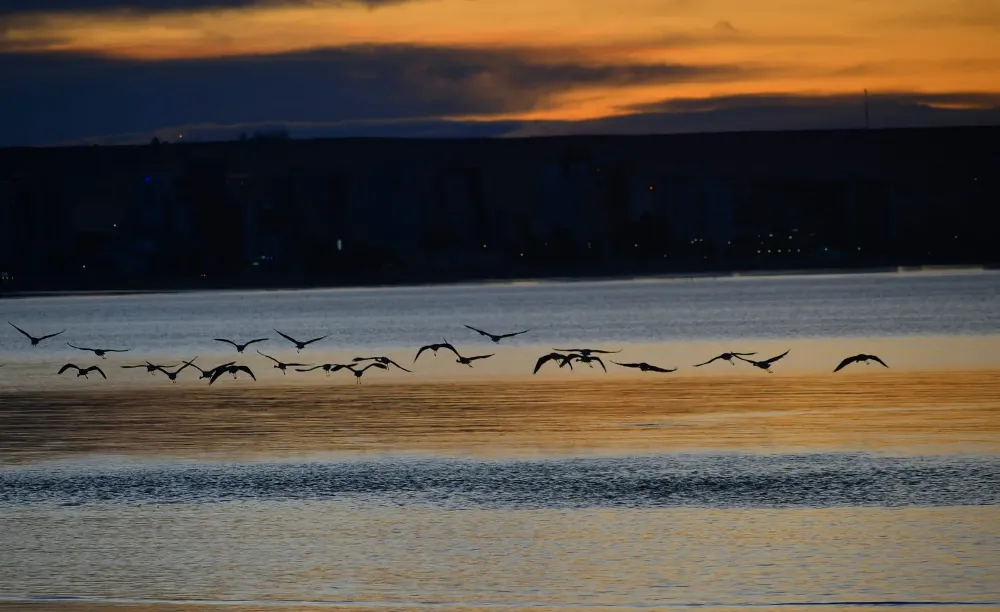 Amanecer con flamencos en Puerto Madryn por Fotero Patagónico
