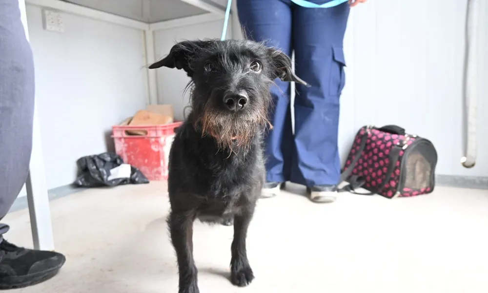 Campaña de castracion