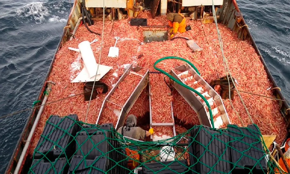 Zafra de langostinos