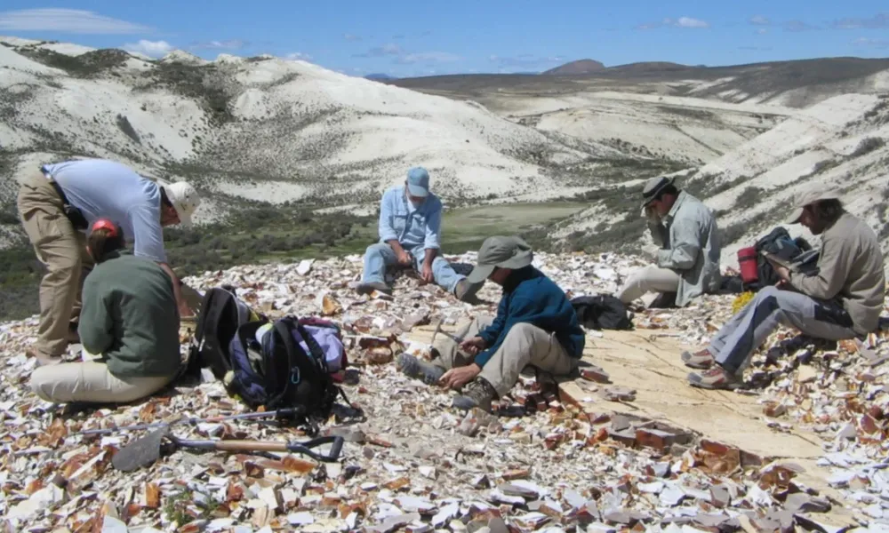 Hallazgo de planta fósil